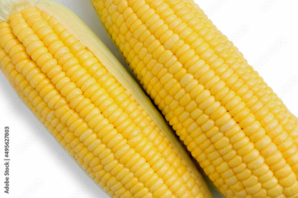 Fresh corn with green leaves. raw organic fresh yellow corn on cobs on a white background. top view Fresh corn with green leaves. raw organic fresh yellow corn on cobs on a white background. top view