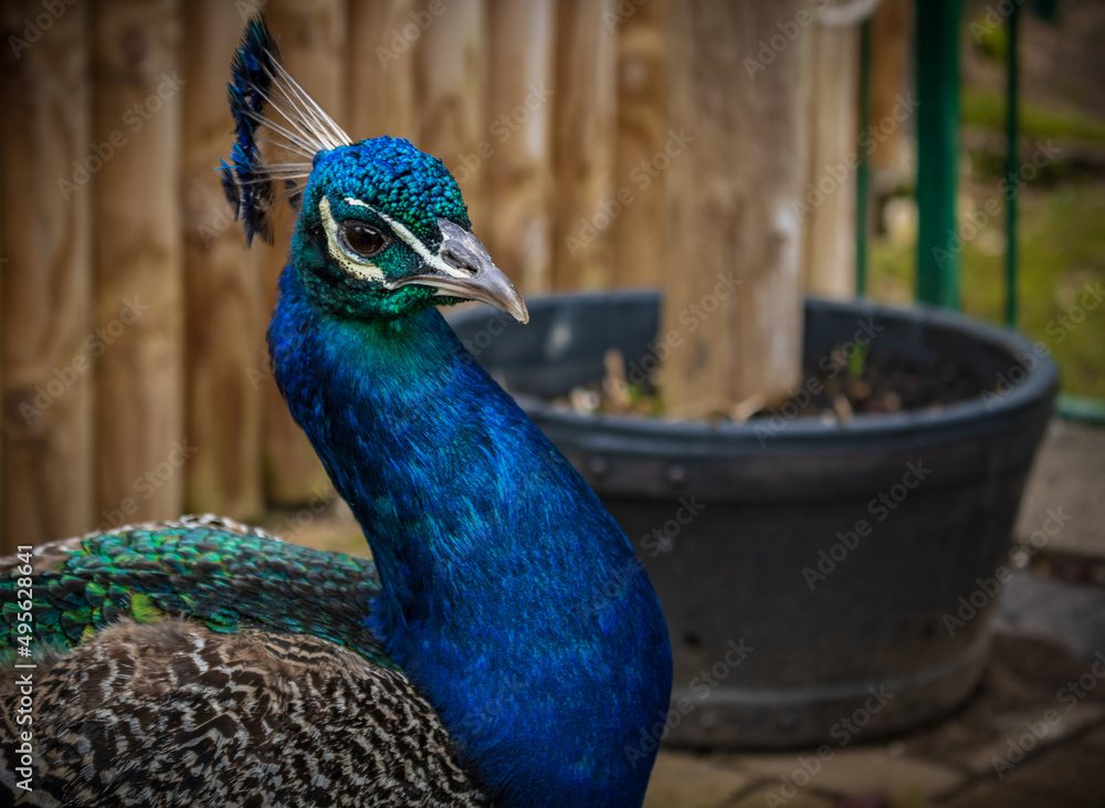 Obraz premium portrait of a peacock