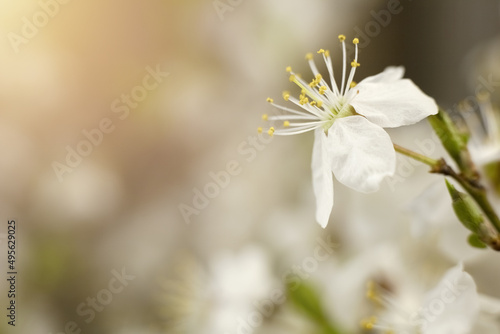 White flower on a twig with green leaves and sunny blurry light. Beautiful spring, floral card on a blurred background with copy space.