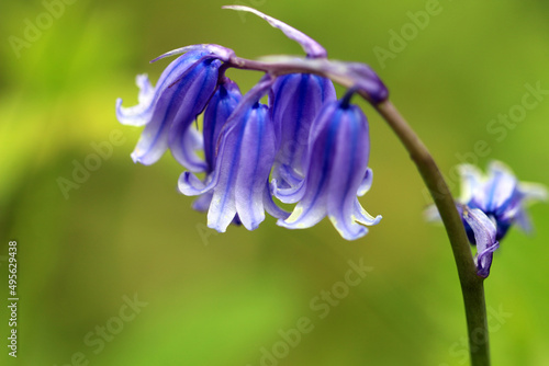 Closeup of bluebell flowers in a garden photo