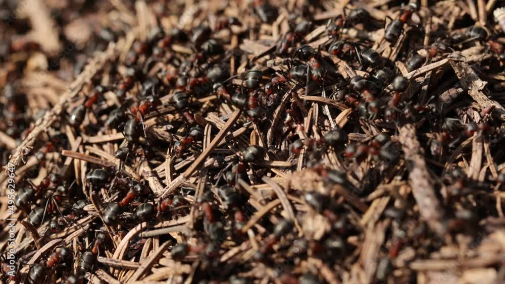 Ants in the forest in the spring at work Ants in the forest in the spring at work