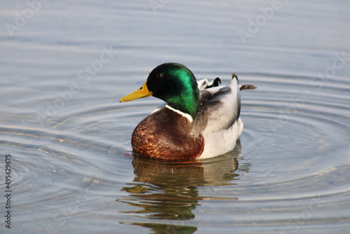 Canard col vert