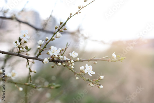 Branch of a flowering tree with small white flowers and buds and copy space. © Александра Алероева