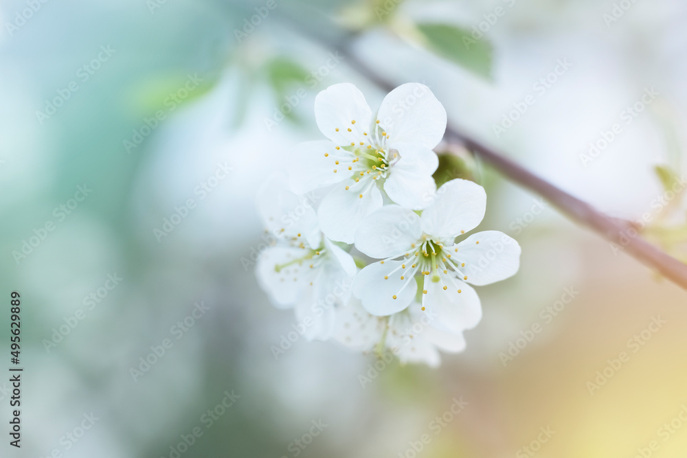 defocus. Spring card with white flowers on a blossoming tree with sun glare and copy space.