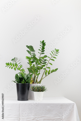 Growing houseplant in a flowerpot on a white background