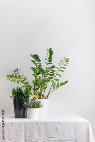 Growing houseplant in a flowerpot on a white background