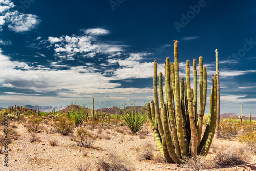 Organ Pipe National Monument with Opuntias and Saguaros, Arizona USA