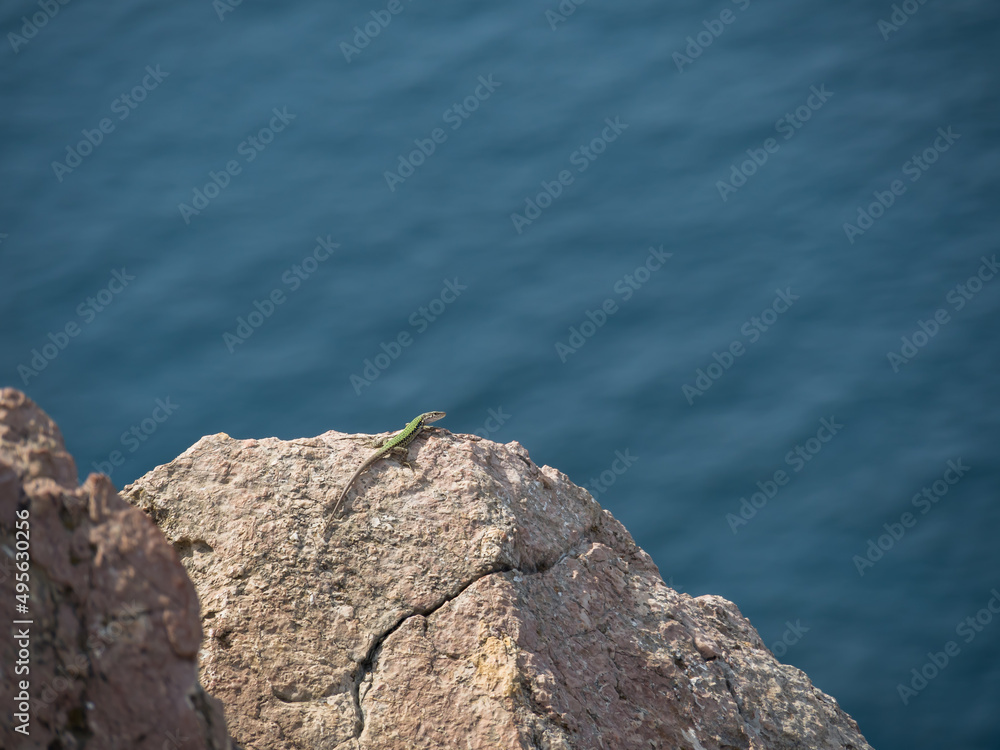 A small wild green lizard lies on a sun-warmed rock above a cliff. The blue sea is in the background. View from the cliff. Place for text, copy space. Horizontally