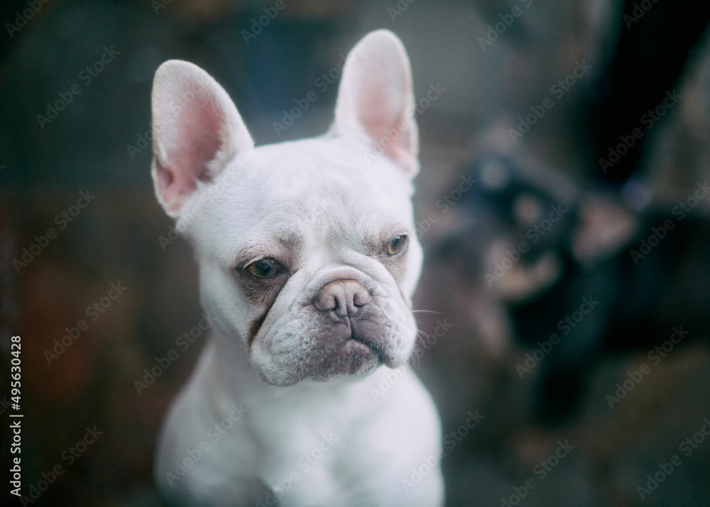 french bulldog in front