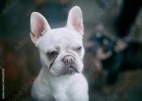 french bulldog in front © Avel