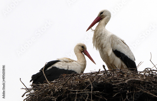 White storks in the nest