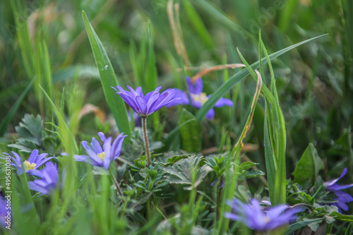 Blühende Frühlingsanemone Pulsatilla vernalis auf Wiese