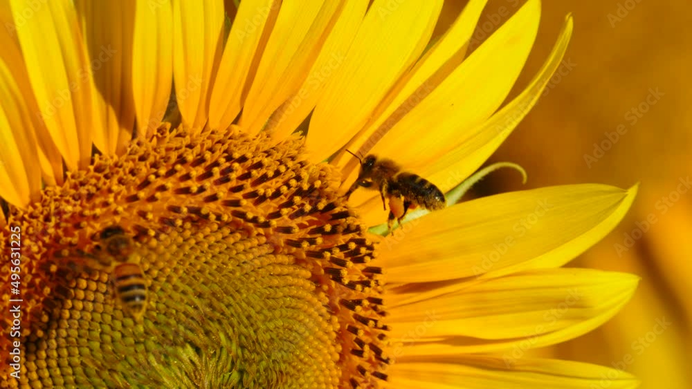 Honey bee and flower. A lot of bees collecting pollen on yellow sunflower. Provence in France. Slow motion Honey bee and flower. A lot of bees collecting pollen on yellow sunflower. Provence in France. Slow motion