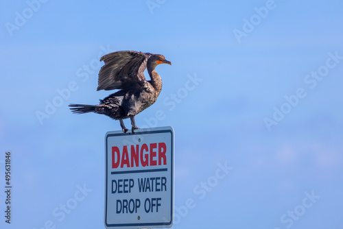 Cormorant perched on a 