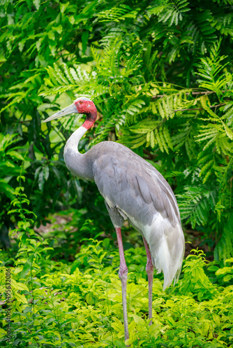 Vertical shot of sarus crane (antigone antigone) surrounded by greenery photo