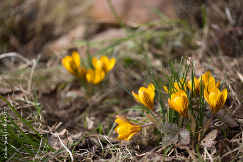 Yellow spring crocuses in the early morning outdoors. The first spring flowers against the backdrop of periwinkle foliage.