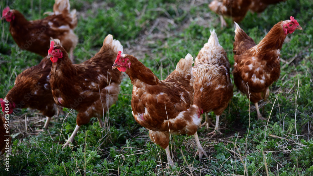Fototapeta premium Free range egg Layer chickens
