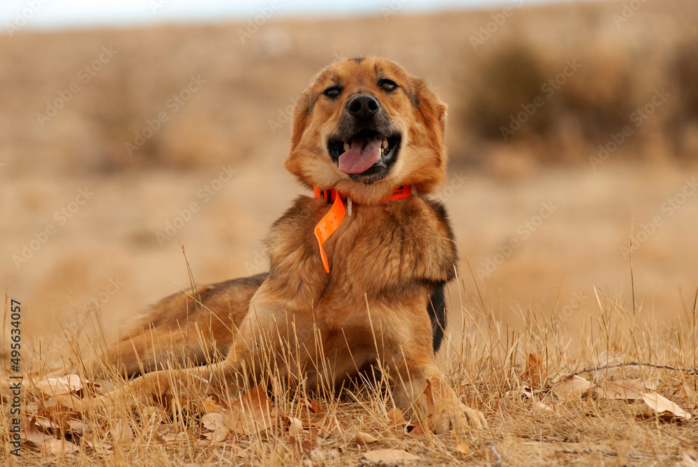 Perro en protectora de animales Perro en protectora de animales