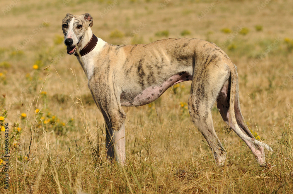 Perro en protectora de animales