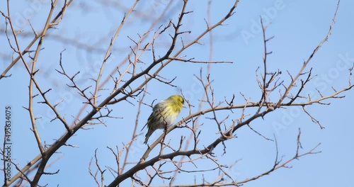 Eurasian siskin or Spinus spinus bird close up photo