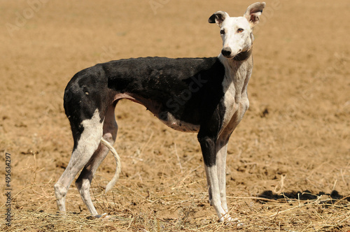 Perro en protectora de animales