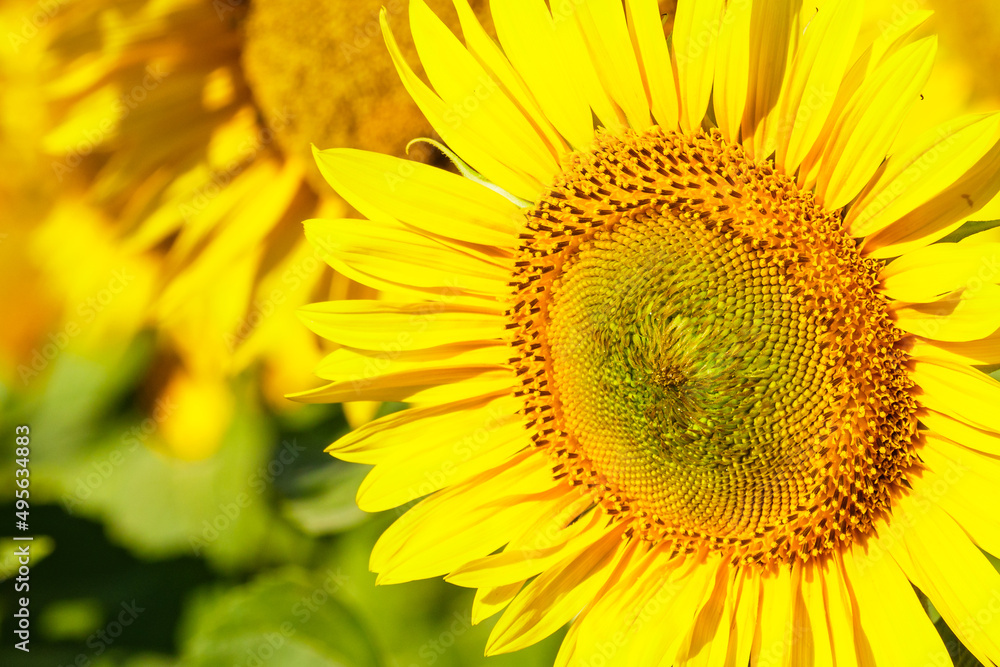 Blooming yellow sunflower Blooming yellow sunflower