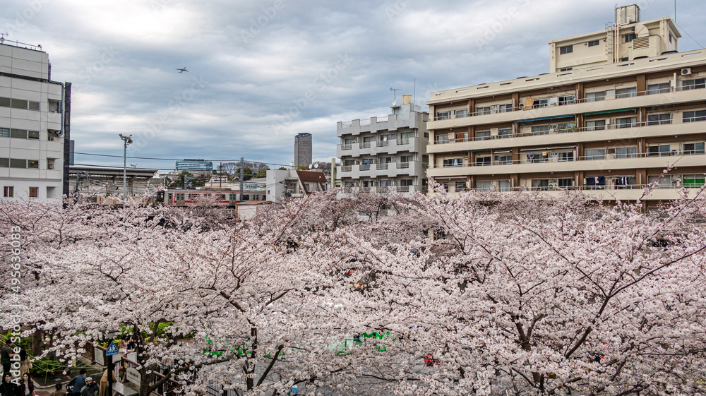 桜と鉄道