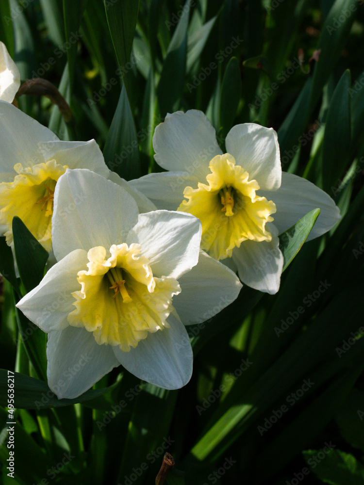 Daffodils flowers on the sunshine in spring garden. Daffodils flowers on the sunshine in spring garden.