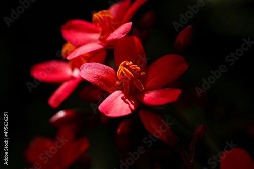 Jatropha integerrima, commonly known as peregrina or spicy jatropha. Red flower.