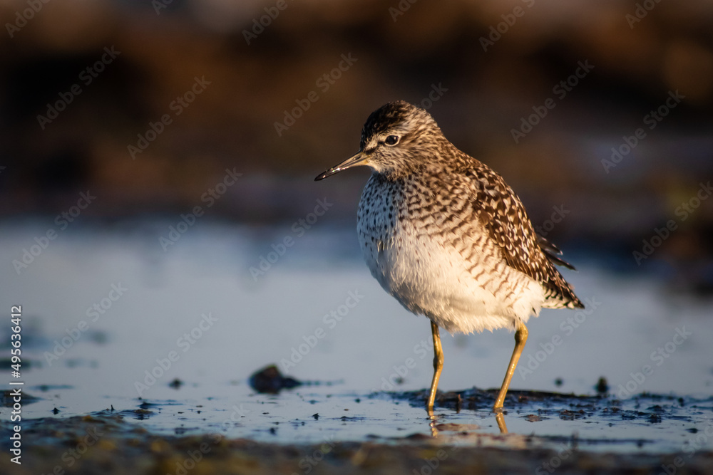 Wood sandpiper (Tringa glareola) at dawn, close-up Wood sandpiper (Tringa glareola) at dawn, close-up