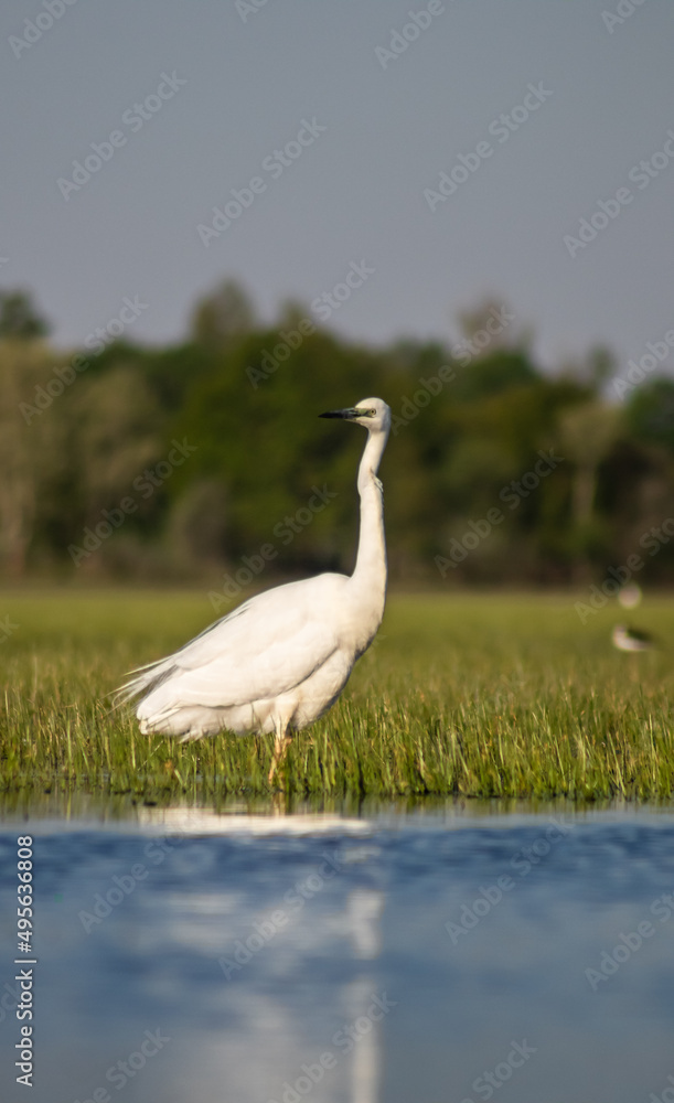 Great egret (Ardea alba) looking for fish in a marshy environment Great egret (Ardea alba) looking for fish in a marshy environment
