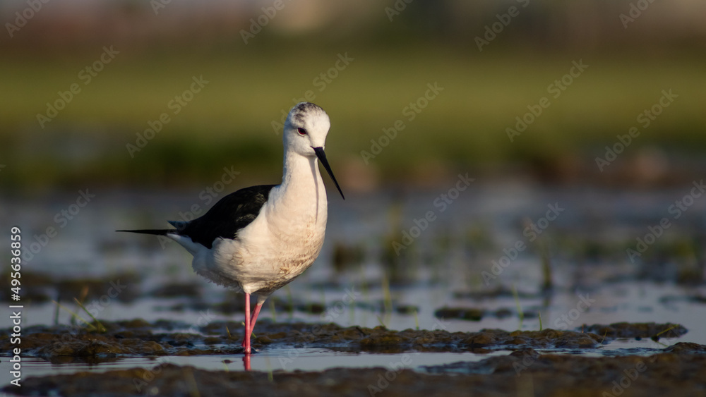 Black-winged stilt (Himantopus himantopus) foraging in a marshy environment Black-winged stilt (Himantopus himantopus) foraging in a marshy environment