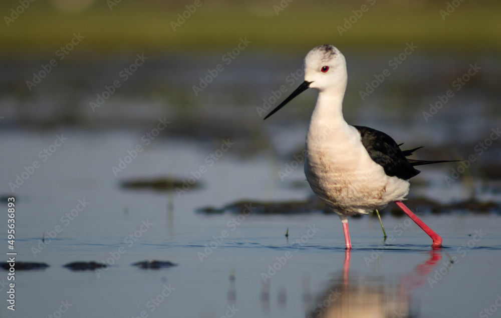 Black-winged stilt (Himantopus himantopus) foraging in a marshy environment Black-winged stilt (Himantopus himantopus) foraging in a marshy environment