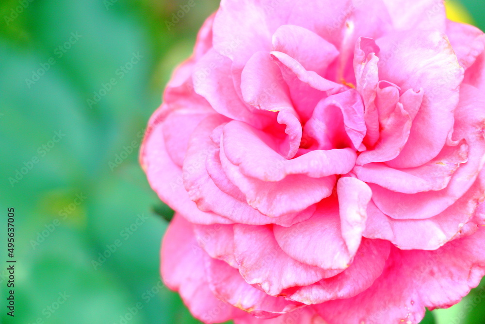 鮮やかなピンク色の薔薇