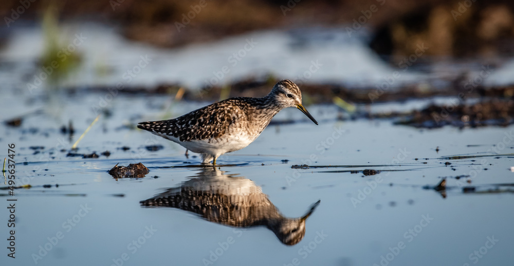 Wood sandpiper (Tringa glareola) foraging Wood sandpiper (Tringa glareola) foraging