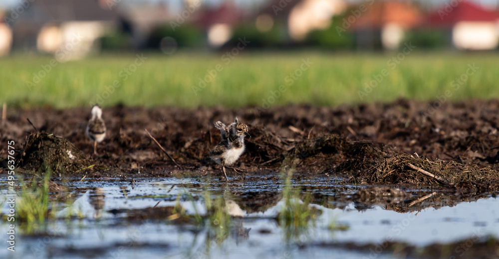 Tiny northern lapwing (Vanellus vanellus) chick in a marshy environment Tiny northern lapwing (Vanellus vanellus) chick in a marshy environment