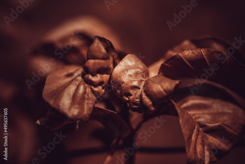 Εκτύπωση καμβά Selective of sry leaves