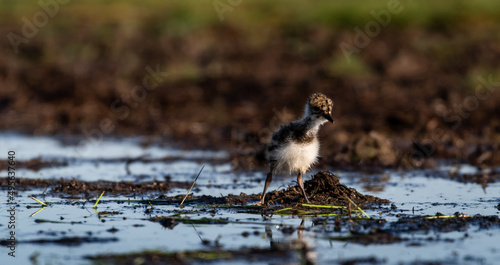 Tiny northern lapwing (Vanellus vanellus) chick in a marshy environment