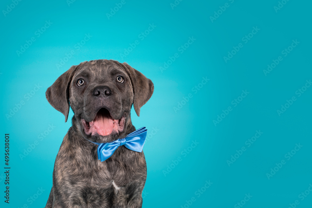 Cute portrait of brindle Cane Corso dog puppy, siting up facing front wearing a blue satin bow tie around neck. Looking towards camera. Isolated on a solid turquoise background. Mouth open.