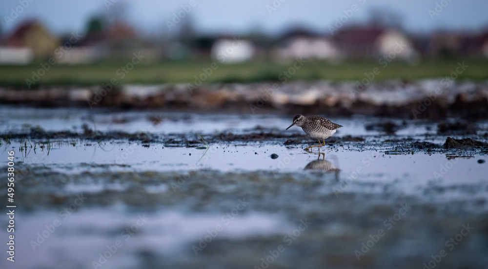 Wood sandpiper (Tringa glareola) foraging before dawn Wood sandpiper (Tringa glareola) foraging before dawn