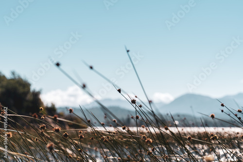 Φωτογραφία Closeup of lepironia plants swaying in wind on a blurred mountain and blue sky b