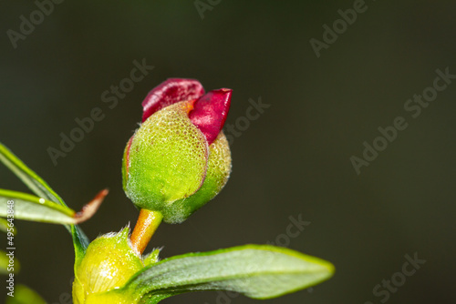 Gum rockrose (CistusGum rockrose (Cistus ladanifer). ladanifer) photo