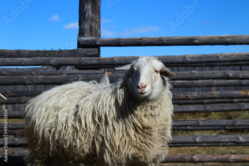 sheep on a farm