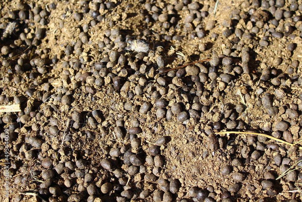 Sheep manure on the ground