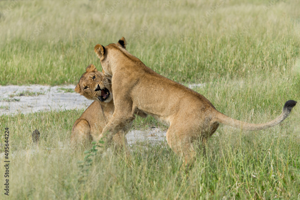 African lion (Panthera leo) fighting and playing. Sub adult lionesses playing in the morning in the Okavango Delta in Botswana. African lion (Panthera leo) fighting and playing. Sub adult lionesses playing in the morning in the Okavango Delta in Botswana.