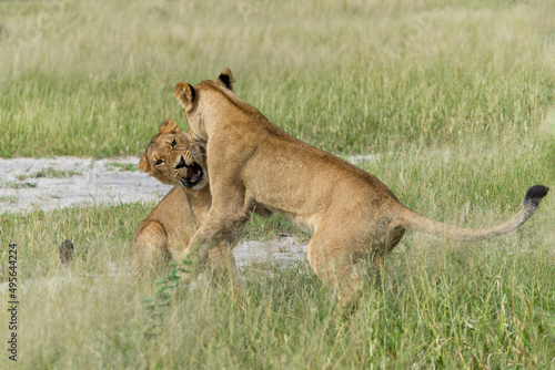 African lion  Panthera leo  fighting and playing. Sub adult lionesses playing in the morning in the Okavango Delta in Botswana. 