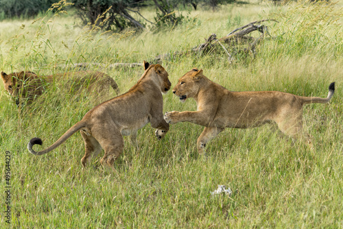African lion (Panthera leo) fighting and playing. Sub adult lionesses playing in the morning in the Okavango Delta in Botswana. 