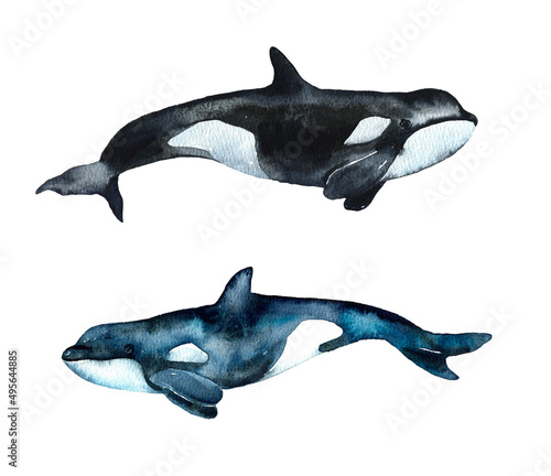 Watercolor Killer Whale collection isolated on white background. Cute cartoon underwater animals illustration. High quality illustration