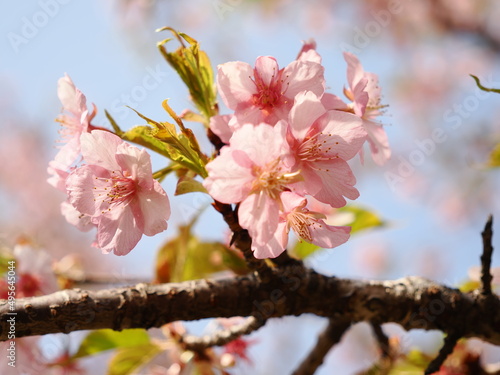 桜