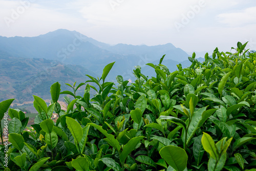 Green tea in ecological tea garden.